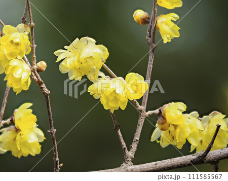 道明寺天満宮に咲く蝋梅の花 道明寺天満宮に咲く蝋梅の花 111585567
