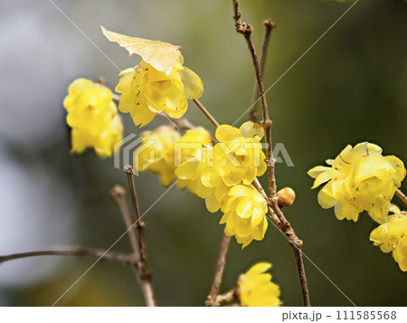 道明寺天満宮に咲く蝋梅の花 道明寺天満宮に咲く蝋梅の花 111585568
