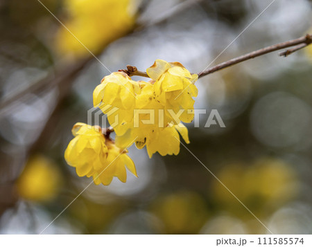 道明寺天満宮に咲く蝋梅の花 道明寺天満宮に咲く蝋梅の花 111585574