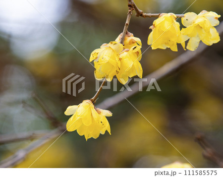 道明寺天満宮に咲く蝋梅の花 道明寺天満宮に咲く蝋梅の花 111585575