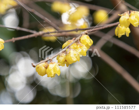 道明寺天満宮に咲く蝋梅の花 道明寺天満宮に咲く蝋梅の花 111585577