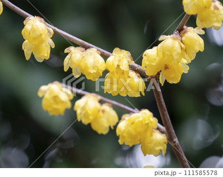 道明寺天満宮に咲く蝋梅の花 道明寺天満宮に咲く蝋梅の花 111585578