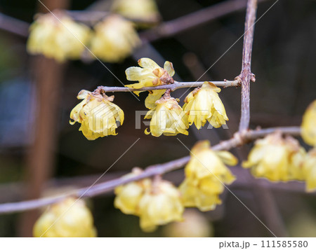 道明寺天満宮に咲く蝋梅の花 道明寺天満宮に咲く蝋梅の花 111585580