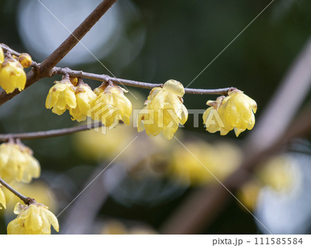 道明寺天満宮に咲く蝋梅の花 道明寺天満宮に咲く蝋梅の花 111585584