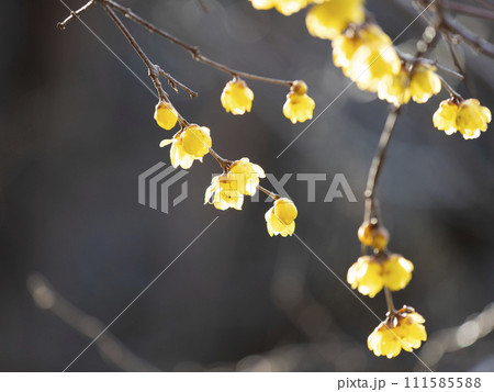 道明寺天満宮に咲く蝋梅の花 道明寺天満宮に咲く蝋梅の花 111585588