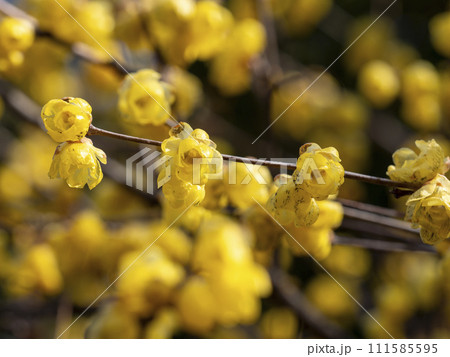 道明寺天満宮に咲く蝋梅の花 道明寺天満宮に咲く蝋梅の花 111585595