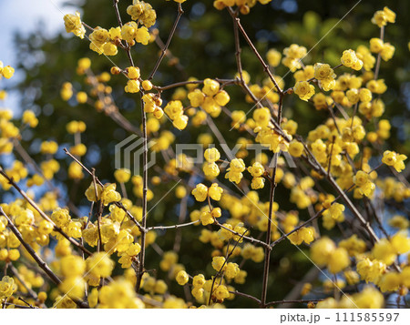 道明寺天満宮に咲く蝋梅の花 道明寺天満宮に咲く蝋梅の花 111585597
