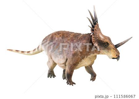 Styracosaurus dinosaur on isolated background Styracosaurus dinosaur on isolated background 111586067