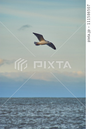 Seagull flying over coast in late evening sunshine 111586507