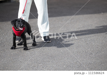 大型犬の子犬の散歩 111586624