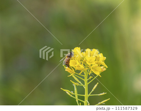 菜の花とミツバチ 菜の花とミツバチ 111587329