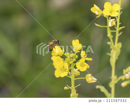 菜の花とミツバチ 菜の花とミツバチ 111587332