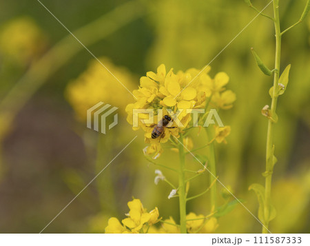 菜の花とミツバチ 111587333