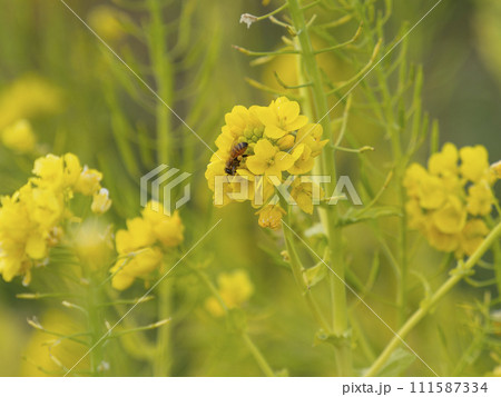 菜の花とミツバチ 菜の花とミツバチ 111587334