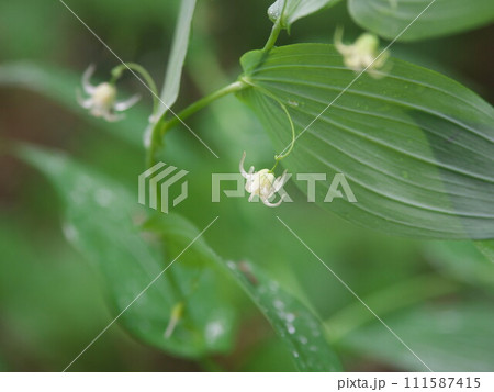 オオバタケシマランの花 オオバタケシマランの花 111587415