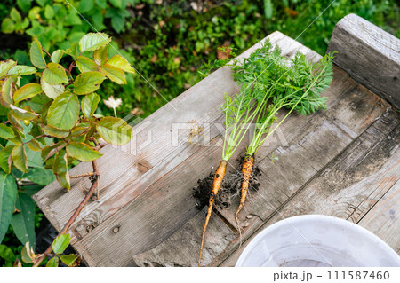 Fresh carrots in ground displayed on a wooden table 111587460