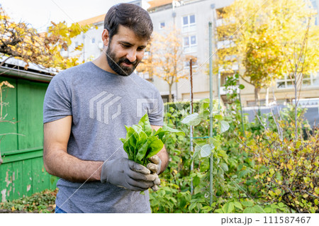 Young arabic smiling bearded farmer holding fresh salat greens Young arabic smiling bearded farmer holding fresh salat greens 111587467