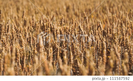 Vast field of wheat stretches boundlessly under summer sunlight in agricultural field. Ripe wheat sways in light breeze creating picturesque rural scene. Golden wheat accented by sunshine closeup 111587592