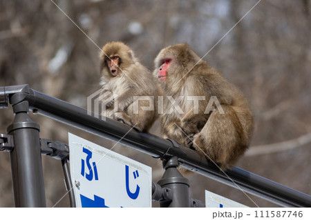ニホンザルの親子 111587746