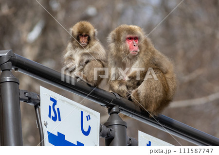 ニホンザルの親子 111587747