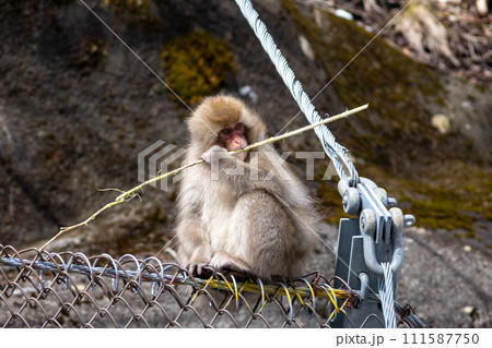 枝を噛むニホンザル 111587750