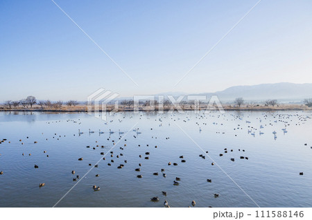 新潟 朝の瓢湖(阿賀野市) 新潟 朝の瓢湖(阿賀野市) 111588146