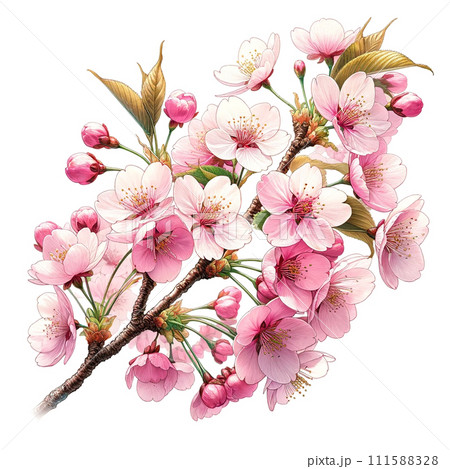 水彩で描いた桜の花のイラストのイラスト素材 [111588328] - PIXTA