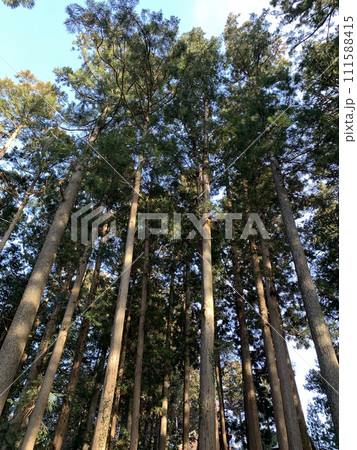 天高く伸びる杉の木 111588415