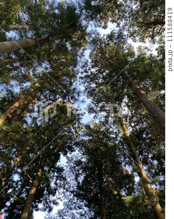 杉林を下から見上げる 111588419
