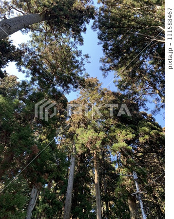 杉林を下から仰ぎ見る 杉林を下から仰ぎ見る 111588467