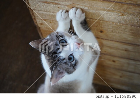 爪とぎをするさくら猫 爪とぎをするさくら猫 111588590