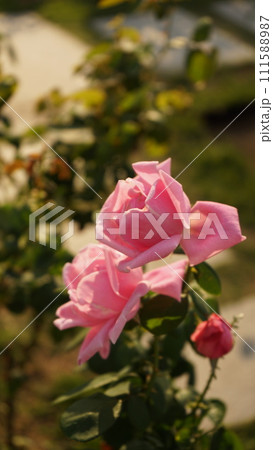 お庭に咲くピンクのバラ お庭に咲くピンクのバラ 111588987