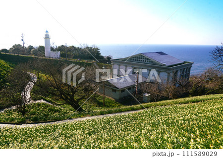 越前海岸 水仙ランドの越前水仙 越前海岸 水仙ランドの越前水仙 111589029