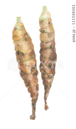 水彩で描いた　たけのこ芋 111589301
