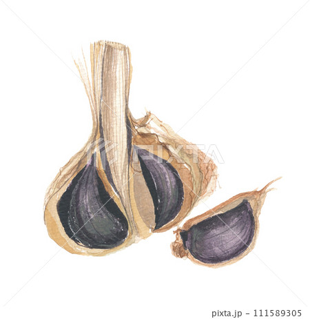 水彩で描いた黒大蒜 111589305