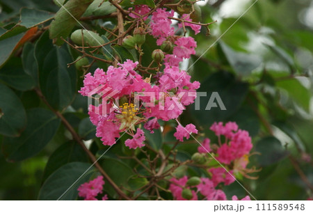 サルスベリ サルスベリ 111589548