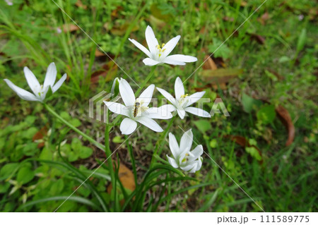 オオアマナの花に止まる蜂 111589775