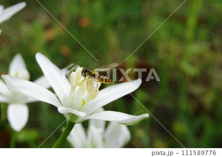 オオアマナの花と蜂 オオアマナの花と蜂 111589776