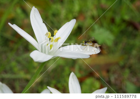 オオアマナの花びらに止まる蜂 111589778