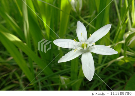 オオアマナの花のクローズアップ 111589780