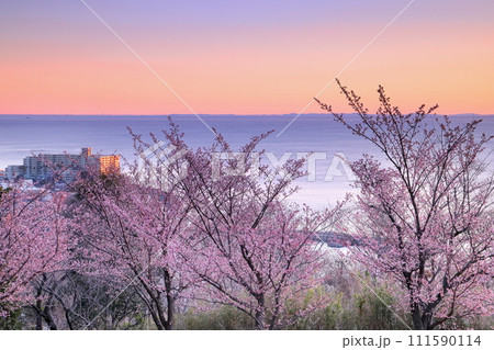 静岡県熱海市下多賀 さくらの名所散策路(四季の道)のあたみ桜と相模湾の朝焼け 静岡県熱海市下多賀 さくらの名所散策路(四季の道)のあたみ桜と相模湾の朝焼け 111590114