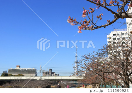 旧中川から見るスカイツリー　都市風景　春　河津桜 111590928