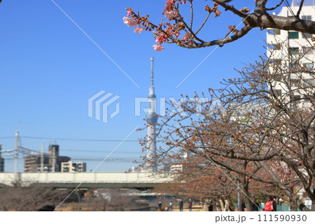 旧中川から見るスカイツリー　都市風景　春　河津桜 111590930