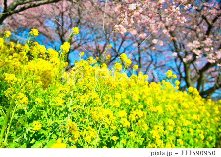 神奈川県 西平畑公園 満開の河津桜と菜の花の風景 神奈川県 西平畑公園 満開の河津桜と菜の花の風景 111590950