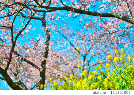 神奈川県 西平畑公園 満開の河津桜と菜の花の風景 神奈川県 西平畑公園 満開の河津桜と菜の花の風景 111591005