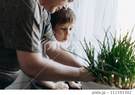 little boy helping his grandmother to pick fresh onion 111591302