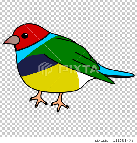 受歡迎又可愛的胡錦雀 受歡迎又可愛的胡錦雀 111591475