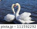 仲のいい白鳥 111592292