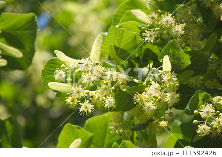 Linden tree branch adorned with small yellow flowers Linden tree branch adorned with small yellow flowers 111592426