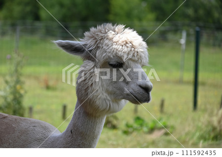 Alpaca with thick fluffy coat and pronounced hairstyle 111592435